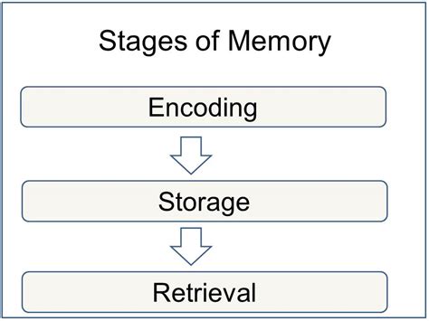 ari is watching a movie. which initial memory process is ari using? When ari begins to watch the movie, it's likely that they are engaging in the initial encoding process of sensory memory, where the brain processes and temporarily stores the visual and auditory information from the film before moving it to short-term or working memory.